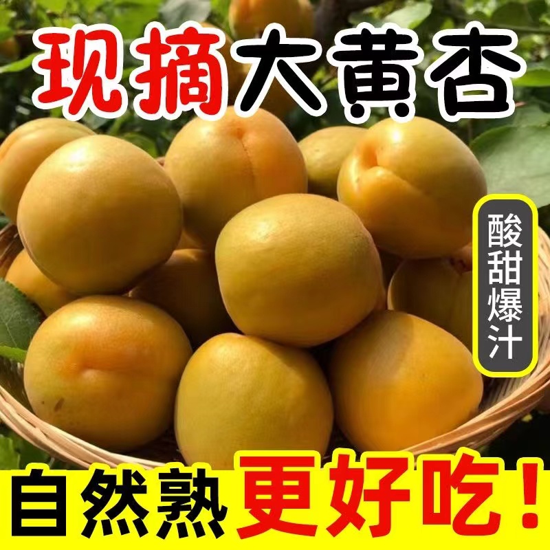【现摘现发】杏子大黄杏新鲜应季酸甜当季新鲜水果农家大果包邮