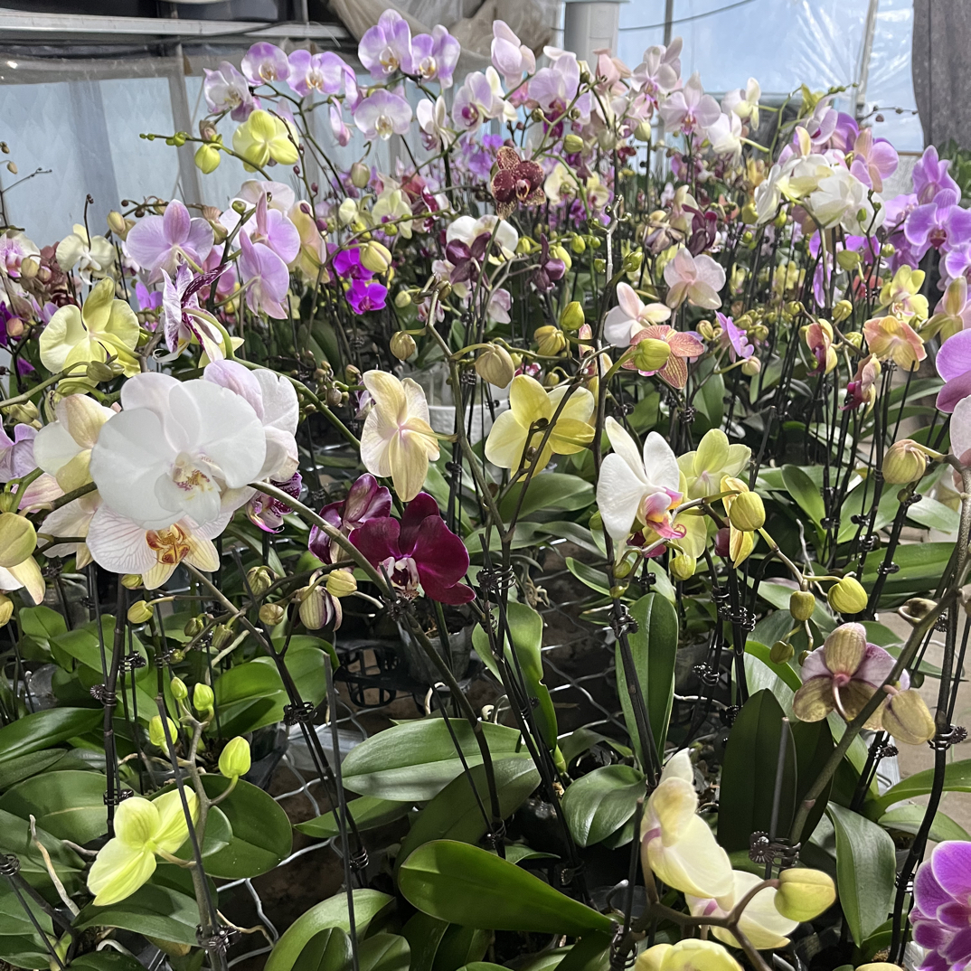 蝴蝶兰实生苗一物一拍链接【全场满两棵发货】不包叶损不要来找哦