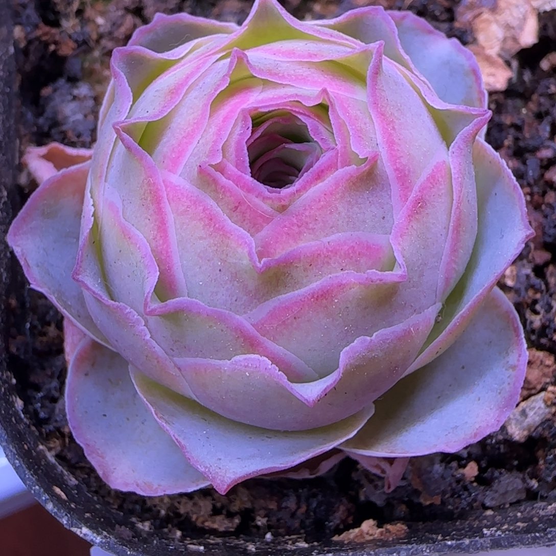 日耳曼精灵优选550