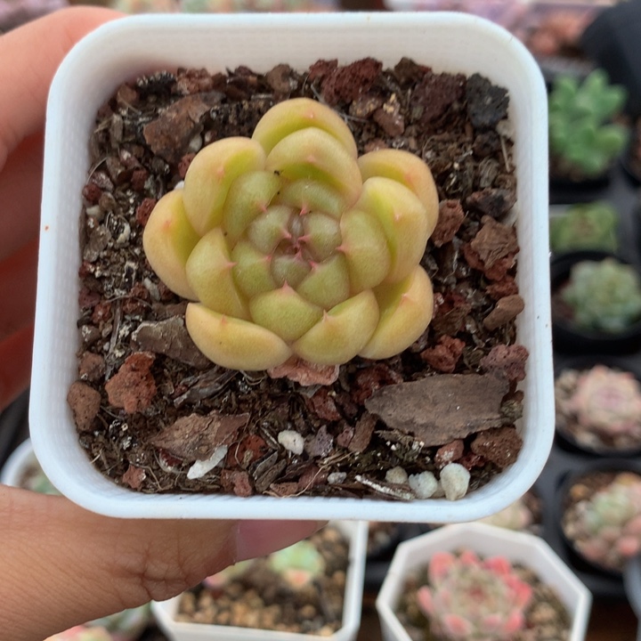 精控珍妮一物一拍