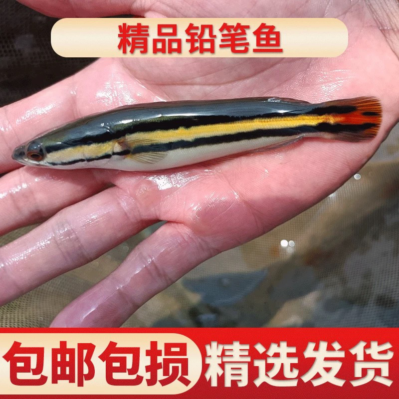 观赏鱼大铅笔鱼雷龙鱼活体好养耐活