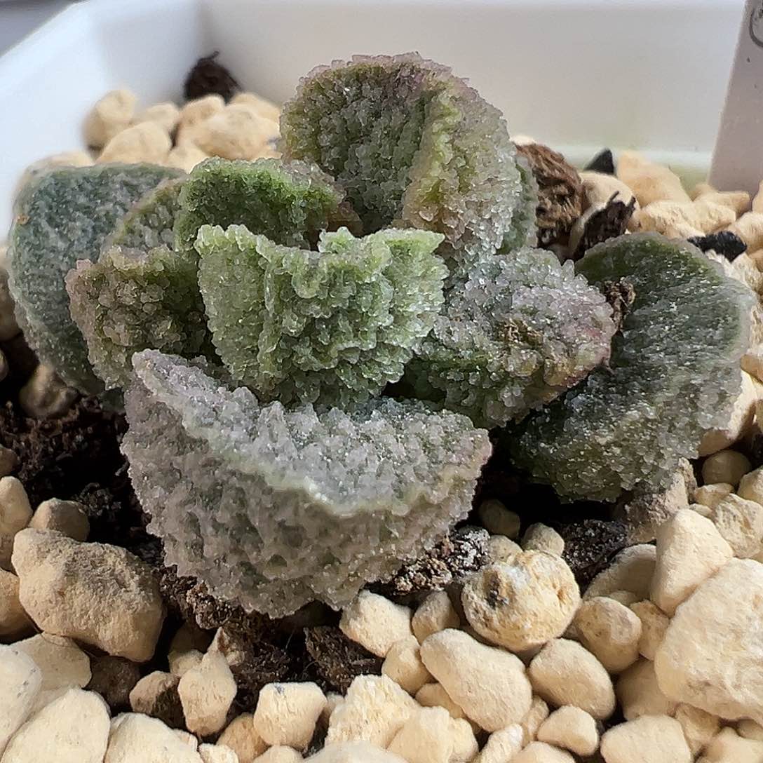 茶 冰晶大倒刺款实生新品