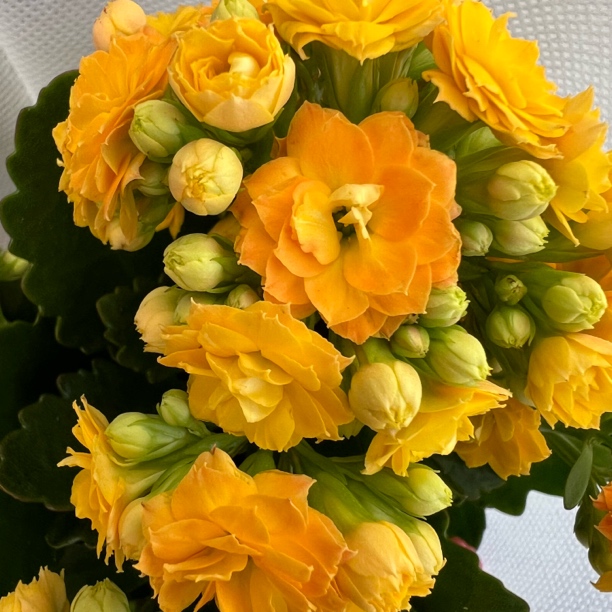 长寿花园～【蜜柚】130大盆 带花带花苞 颜色渐变