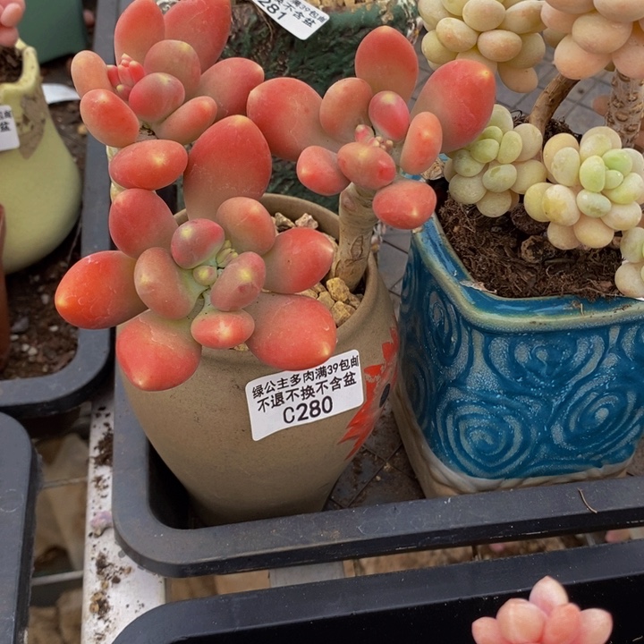 金蝉老桩280多肉植物