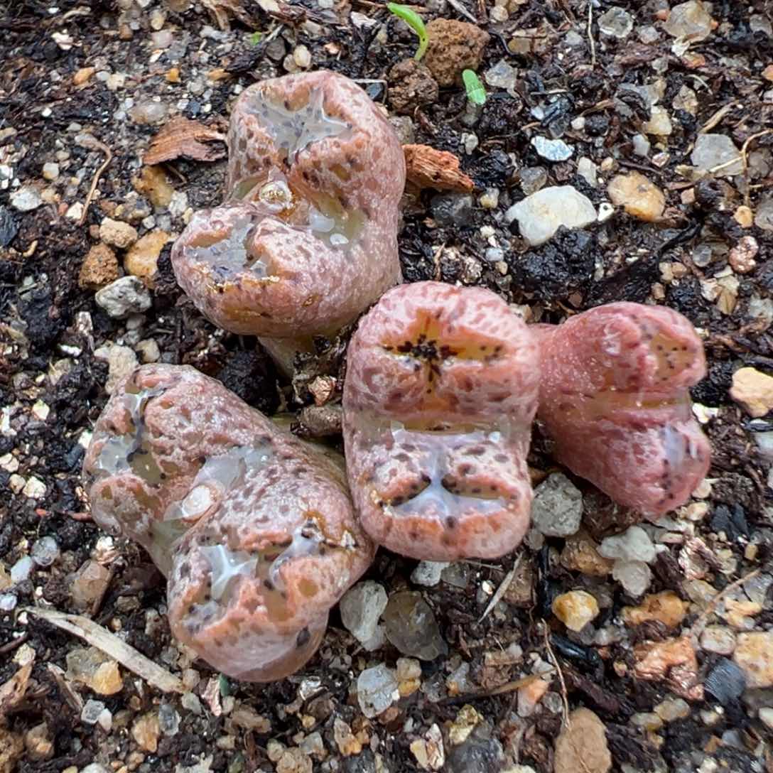 2.8好看的多肉989