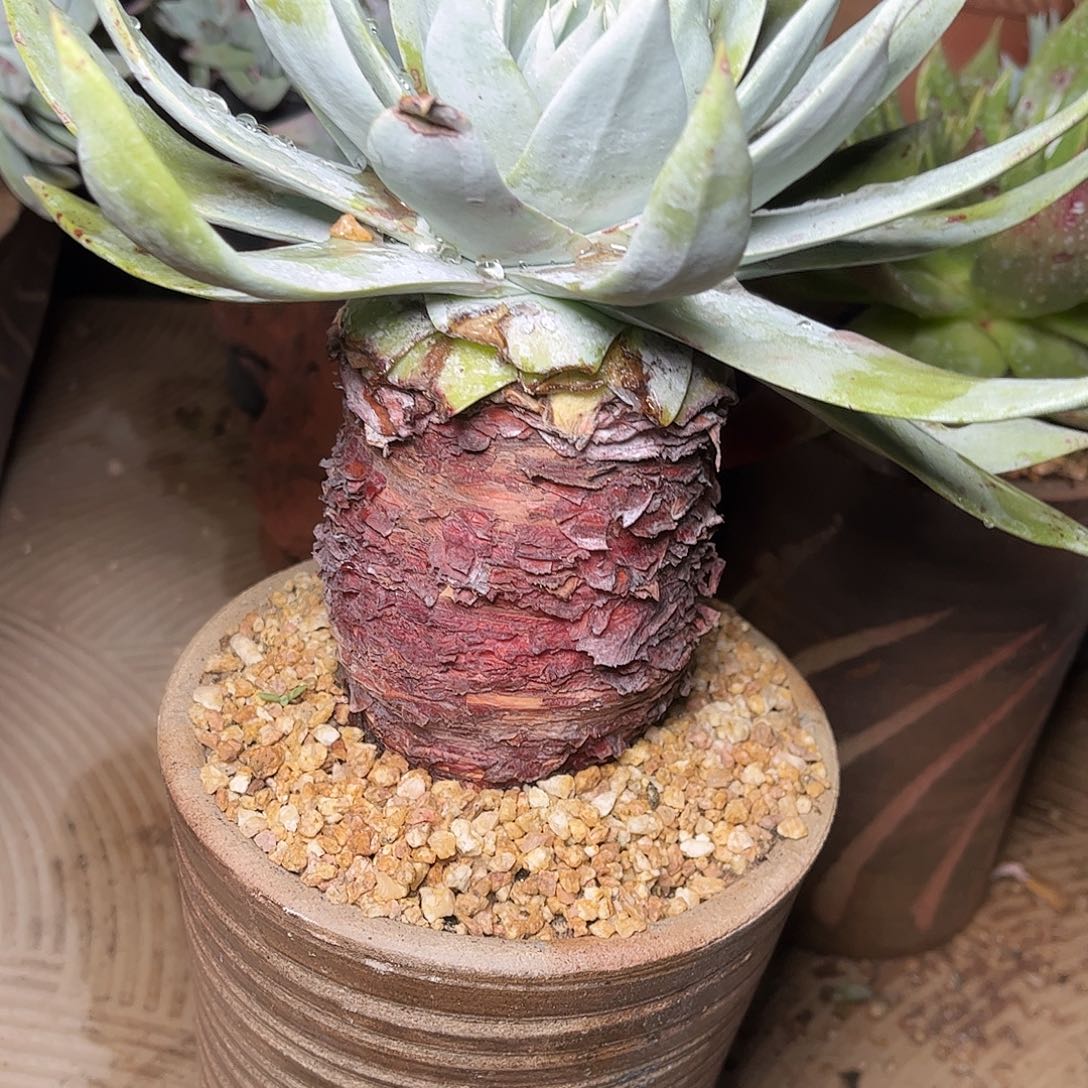 2407雪山仙女杯多肉