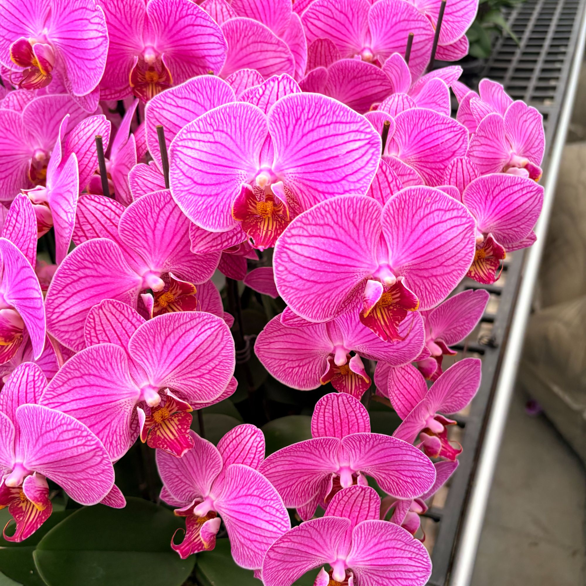 《玉玲珑》 大花蝴蝶兰  带花  耐开耐养 基地直发