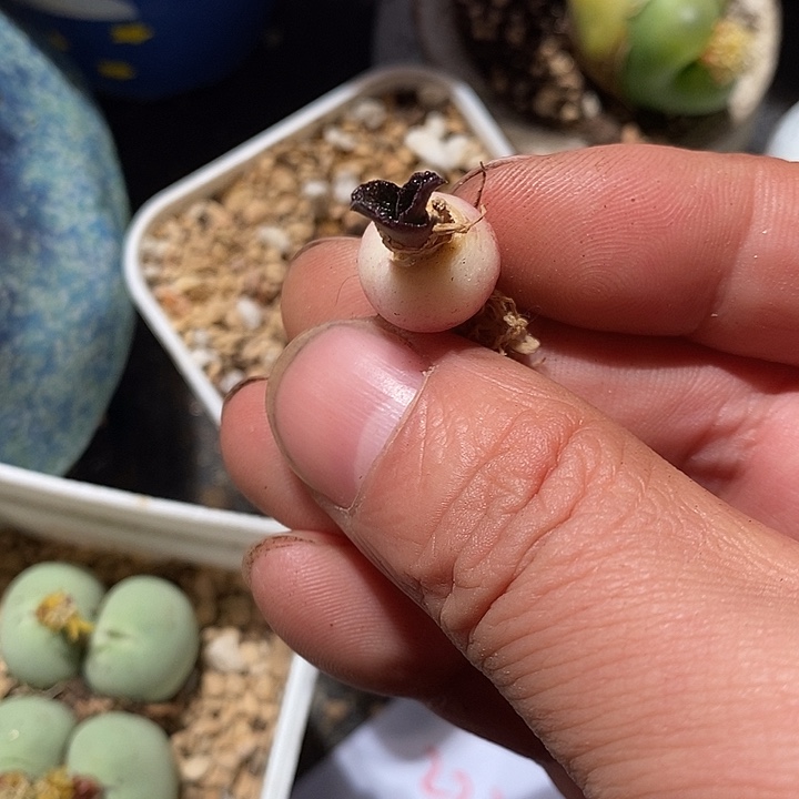 紫镜一颗。 买二送一。    