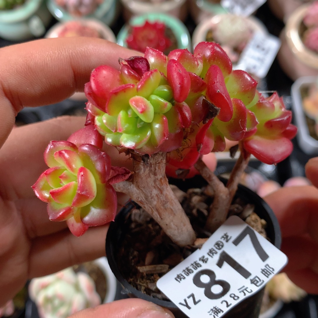 5CM拇指盆精控多肉YZ817