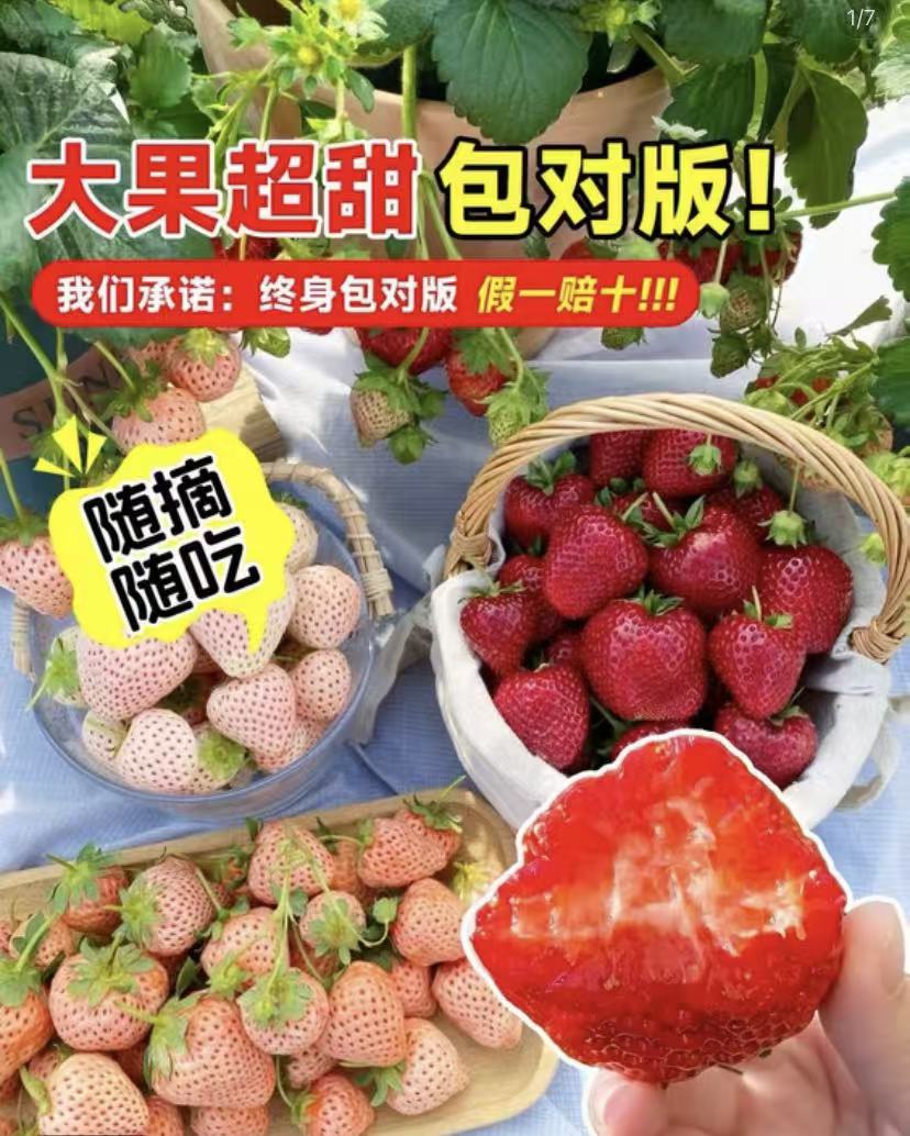 【7天开花+带盆带土】草莓苗奶油红颜宁玉阳台庭院耐寒四季草莓盆栽