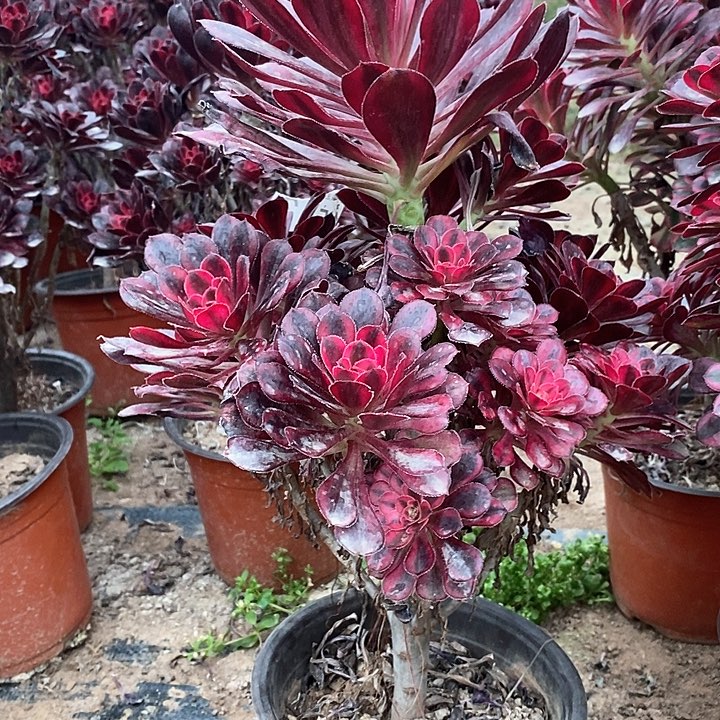 香奈儿法师老桩9.9