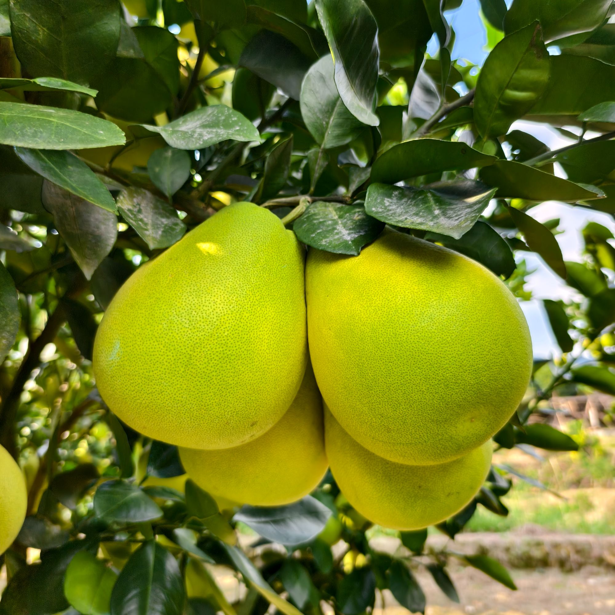 湖南湘西正宗冰糖柚小苦柚麻麻柚现货小药柚爆汁清甜（斌哥专属）