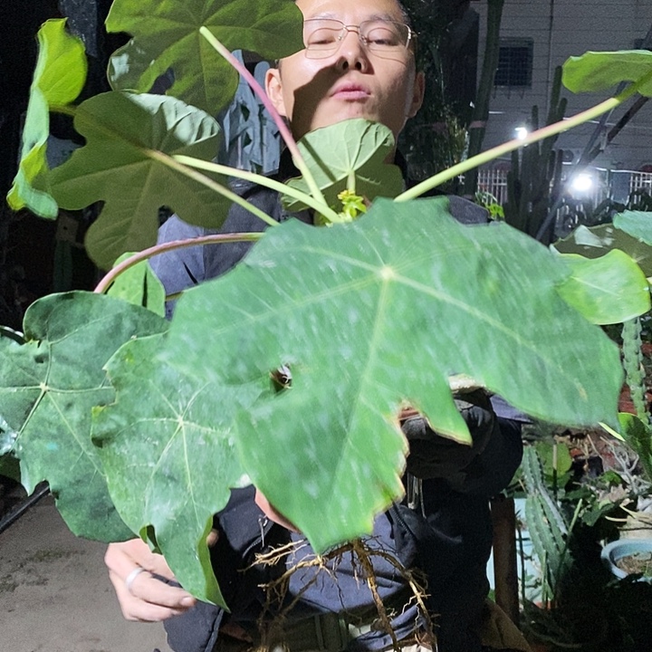 佛肚海棠高度15-20公分