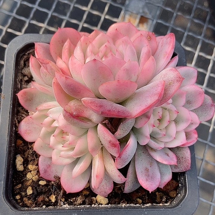 韩水晶锦多肉植物