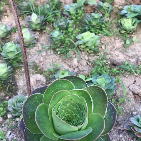 帕尔玛玫瑰一棵23