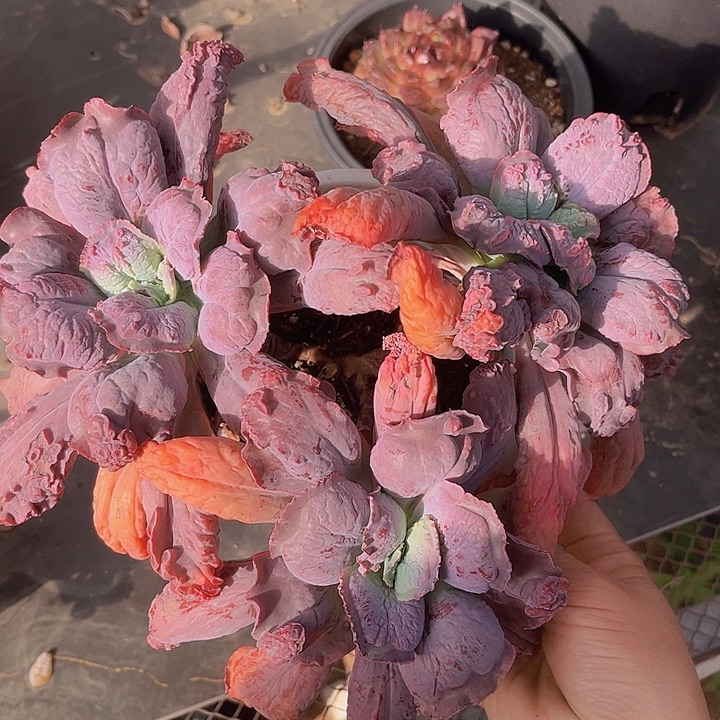 男爵1271多肉植物