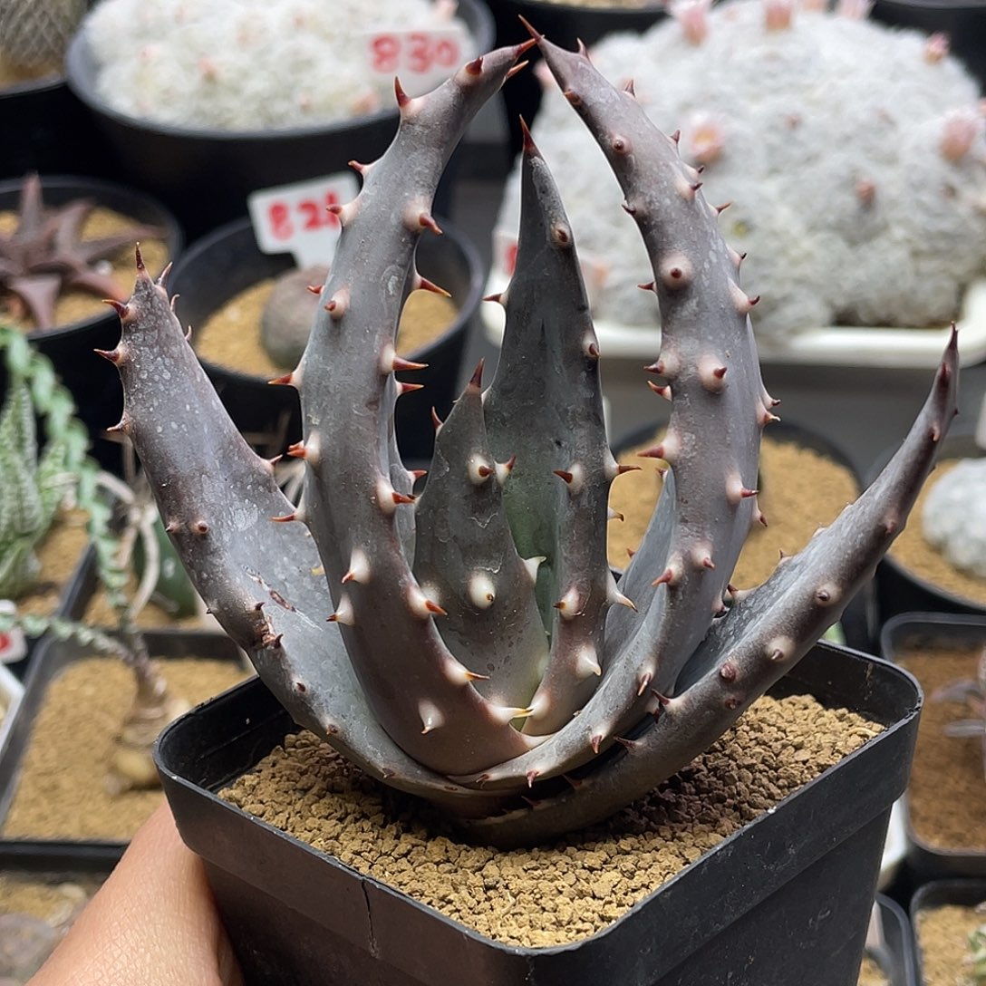 实生宽叶王刺锦芦荟