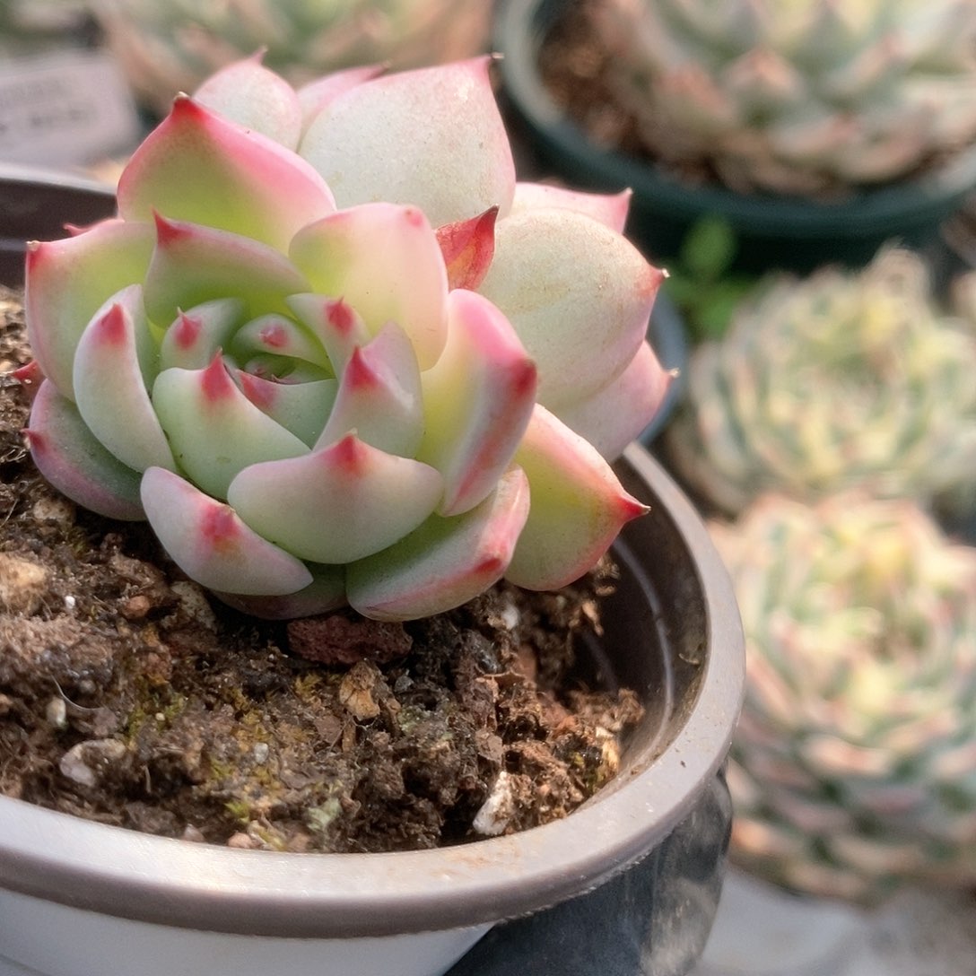 066锦锦锦锦锦锦锦