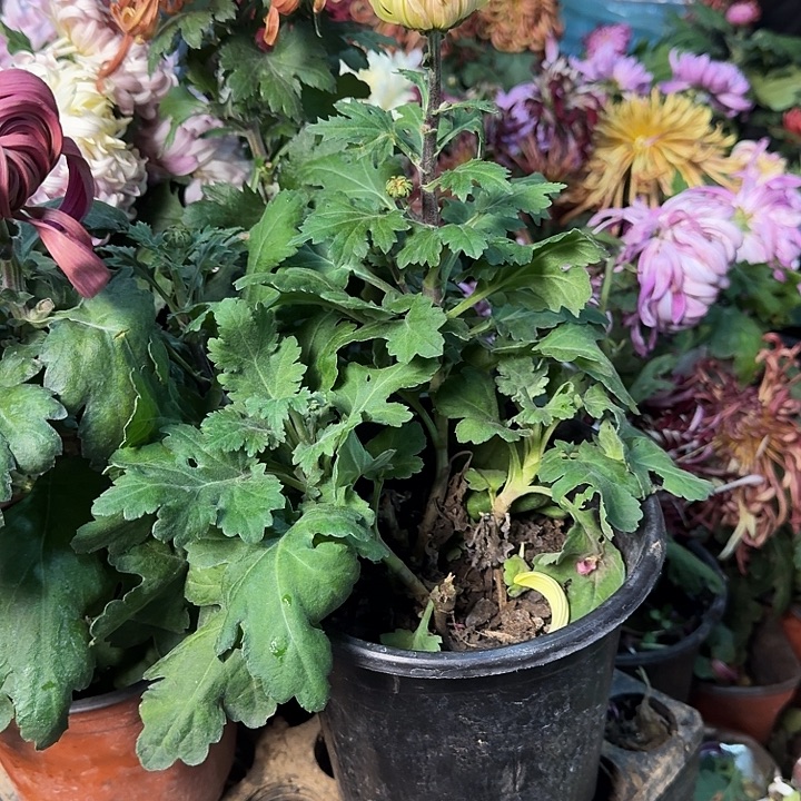 尹***童完全开放六淡老根无售后