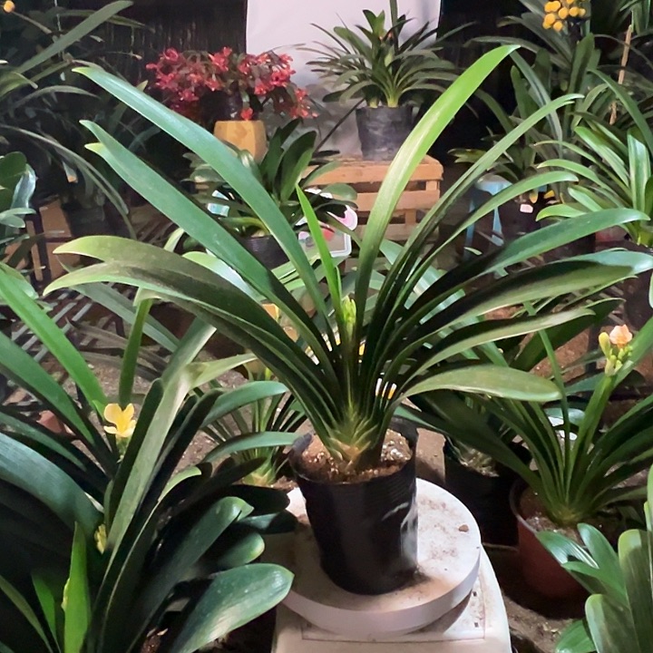 当前无花栽培后可以开花