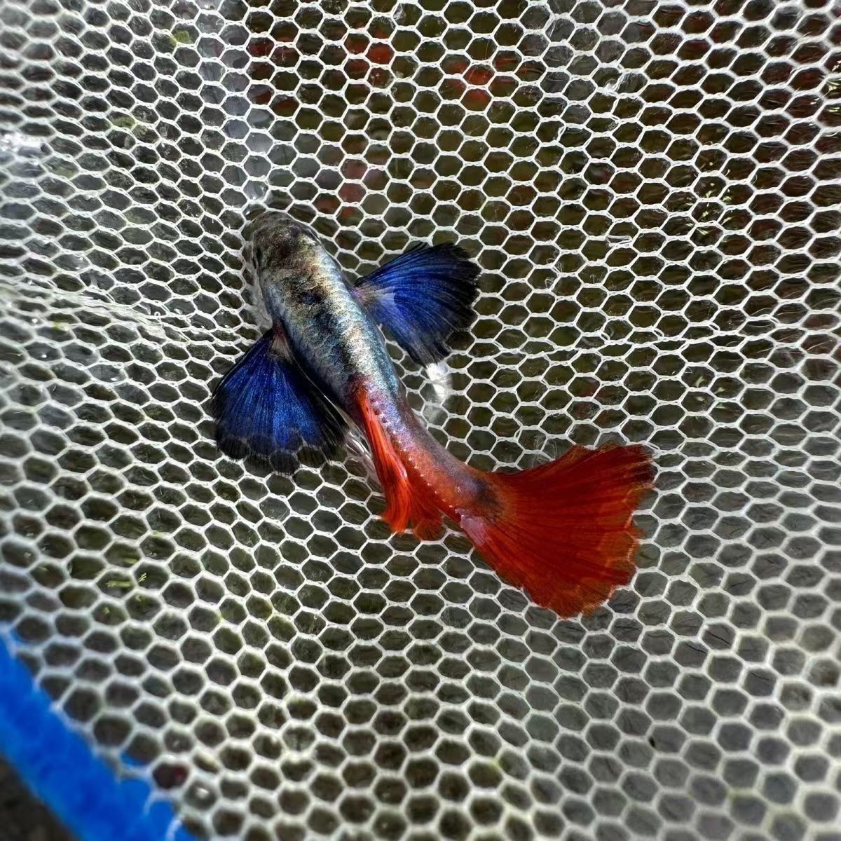 白金象耳红尾孔雀鱼小型热带淡水观赏鱼适合新手好养