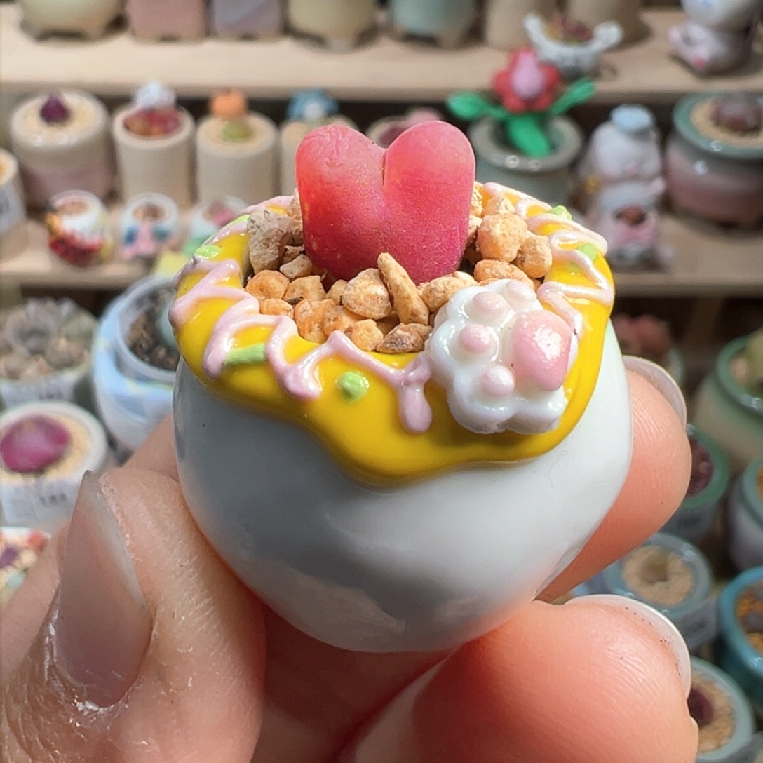 多肉植物241号拇指盆