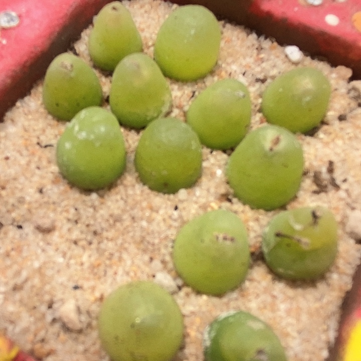 24519大葫芦一颗           