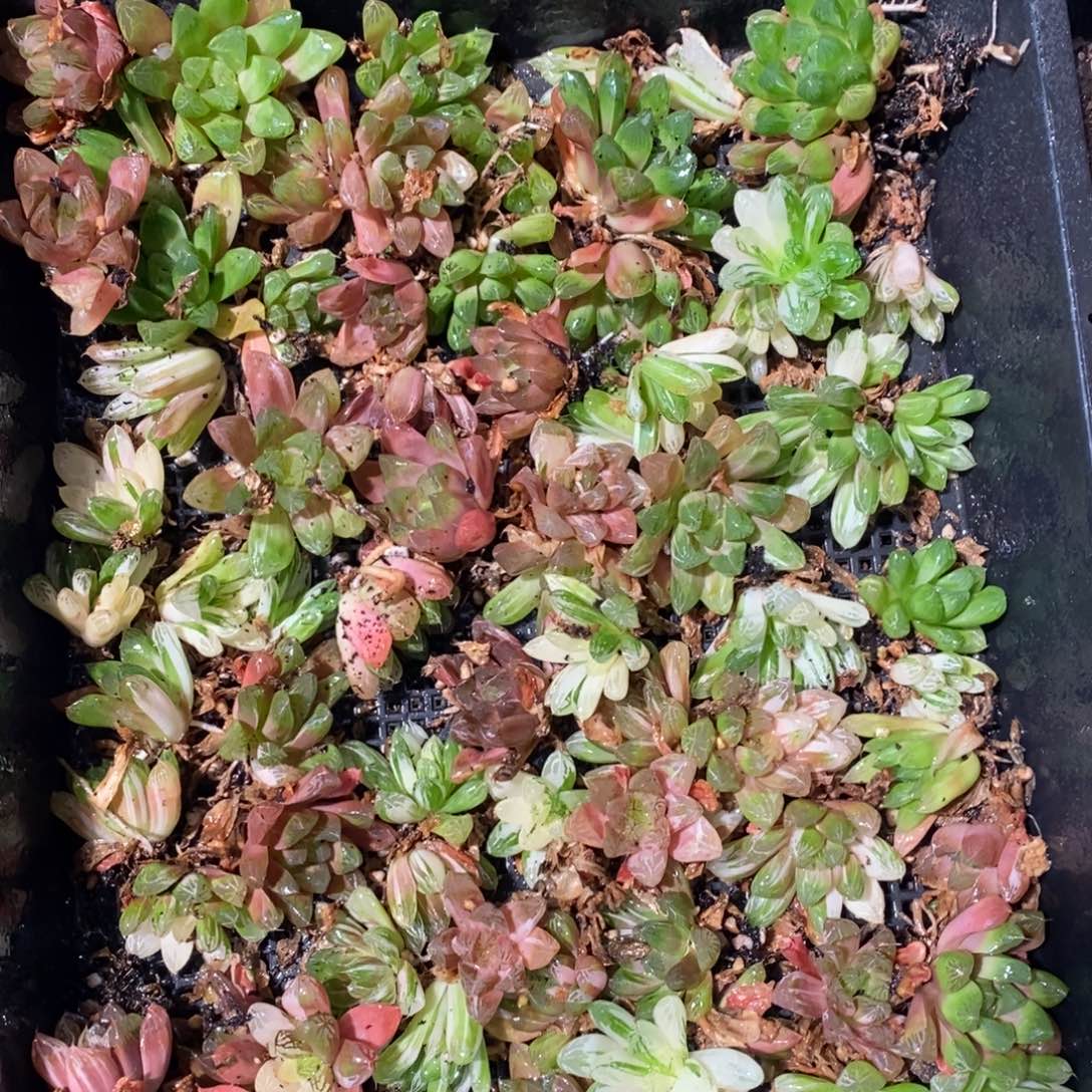 2328 一颗优选实生苏皇玉露锦 整点福利