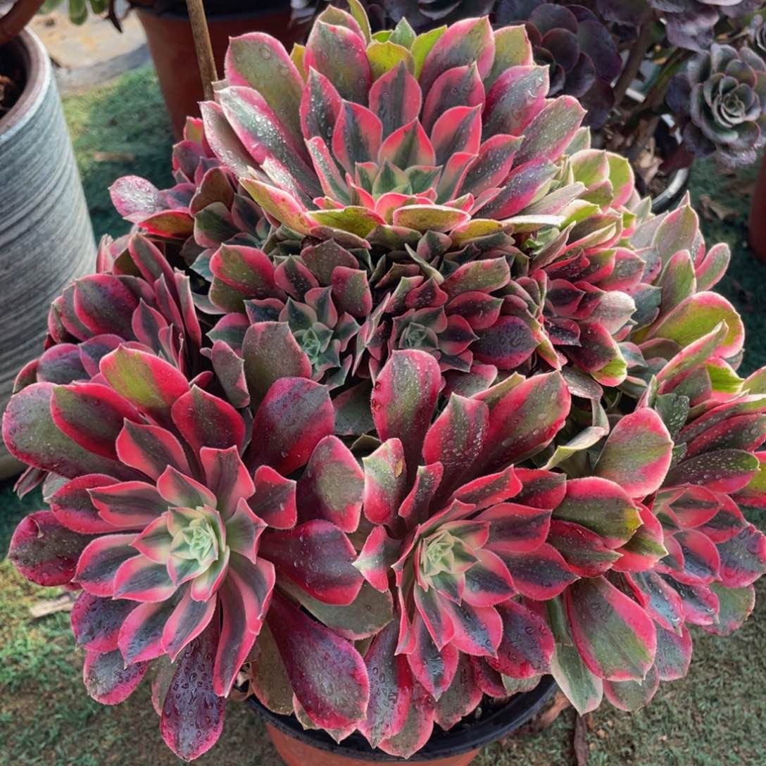 772红粉佳人精品法师老桩