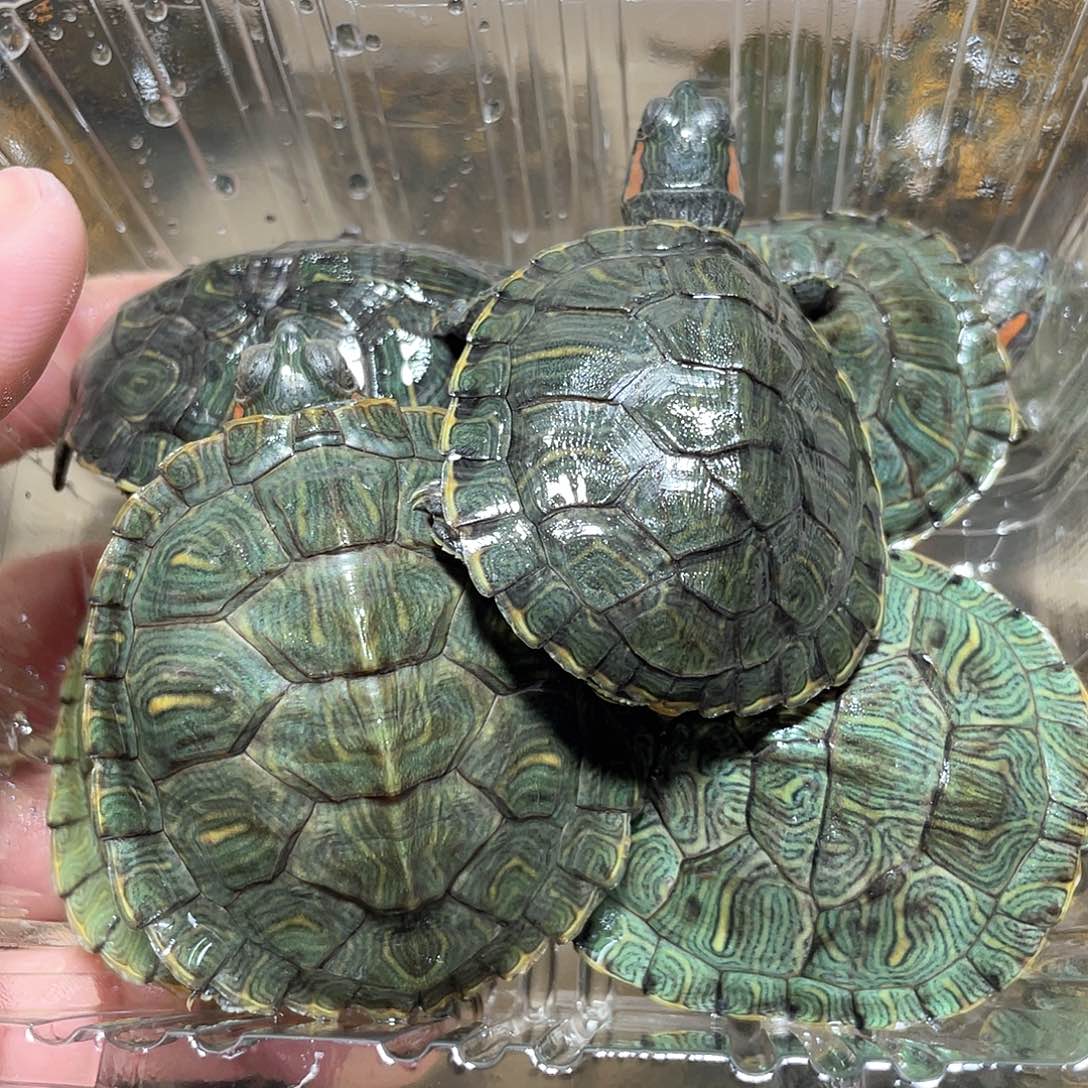 宠物龟不分公母6只次品巴西