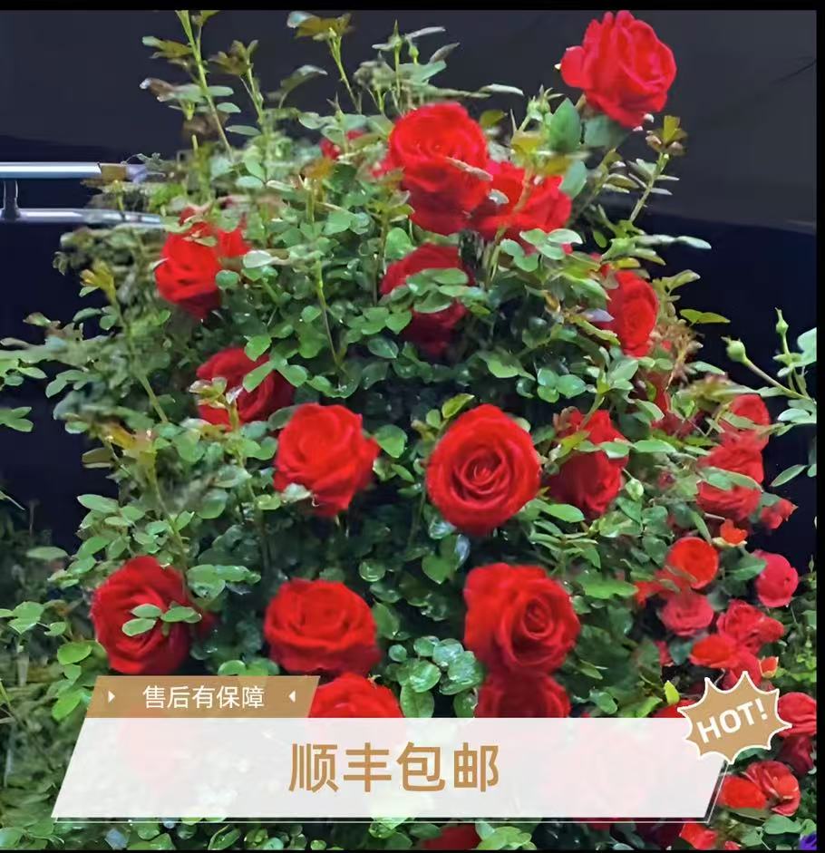 弗洛伦.蒂娜 优质大苗爬藤月季庭院阳台新手懒人好养易成活
