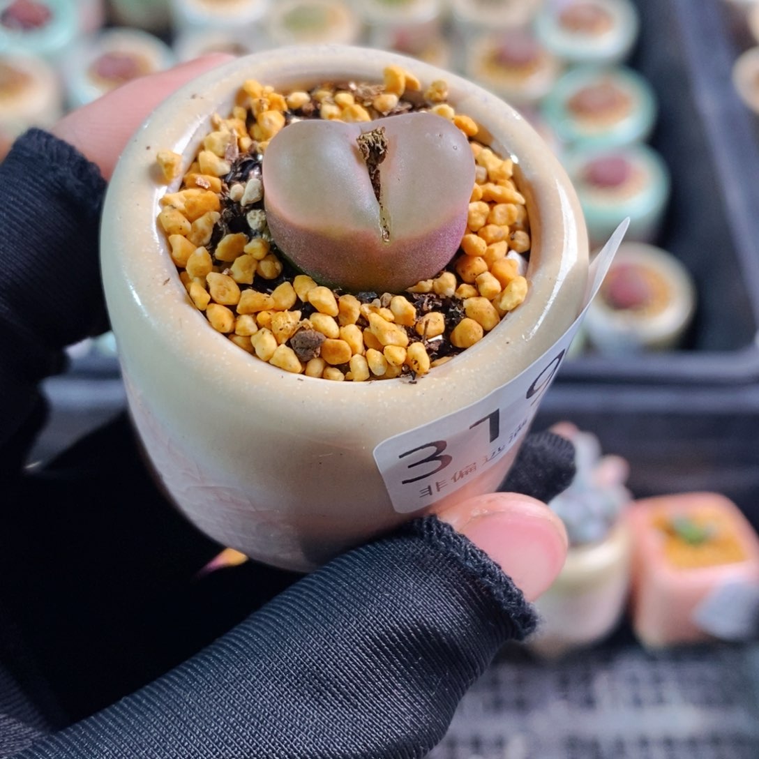 3192-一物一拍 带盆