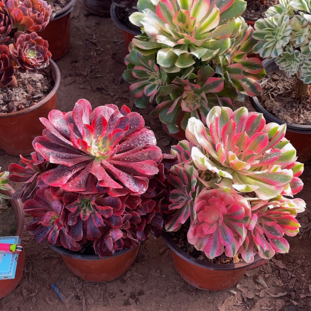 美杜莎粉女巫组合18.8