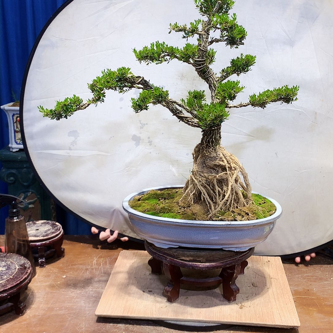 黄杨盆景一物一拍