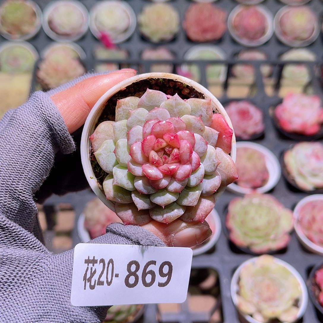 花20-869新品单头