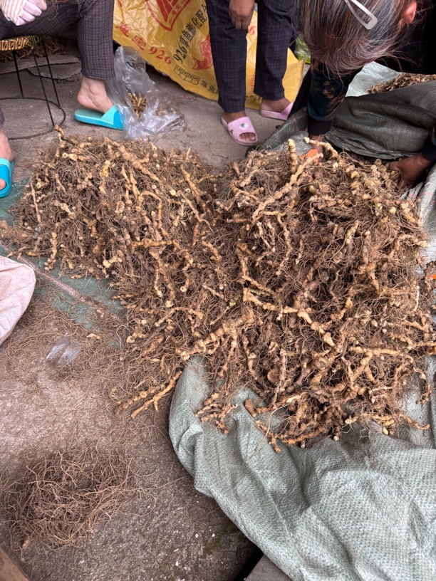 野生植物根茎煲汤炖肉，余粮九制原材料。