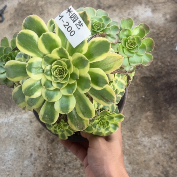 白兰地阴阳多肉植物200