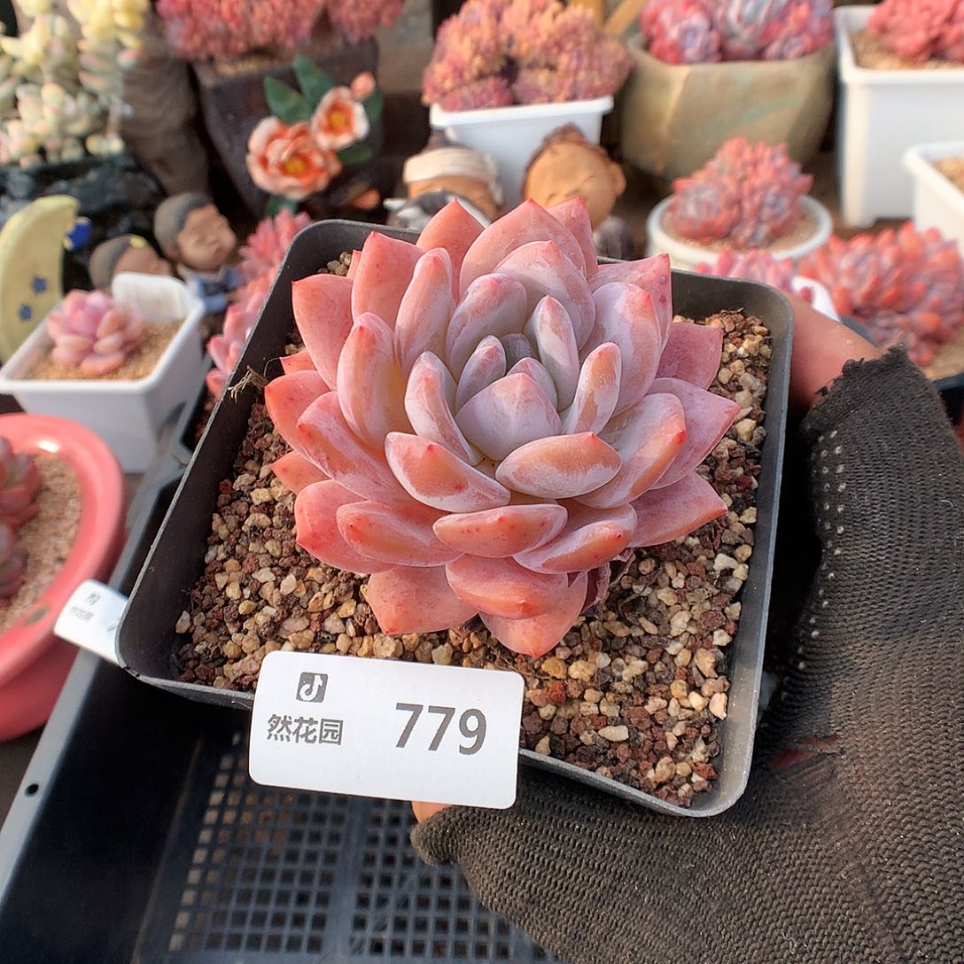 779果冻橙多肉植物666