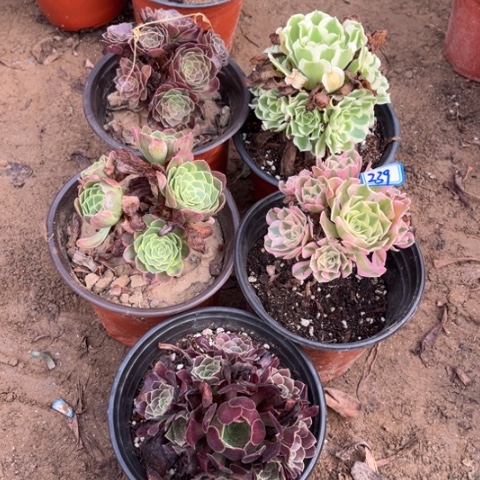 239多肉植物组合，