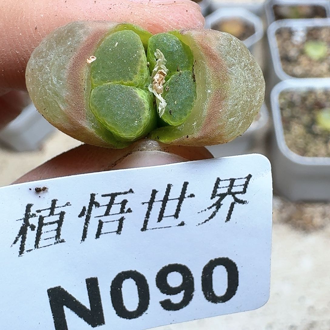 090号多肉植物哇c c