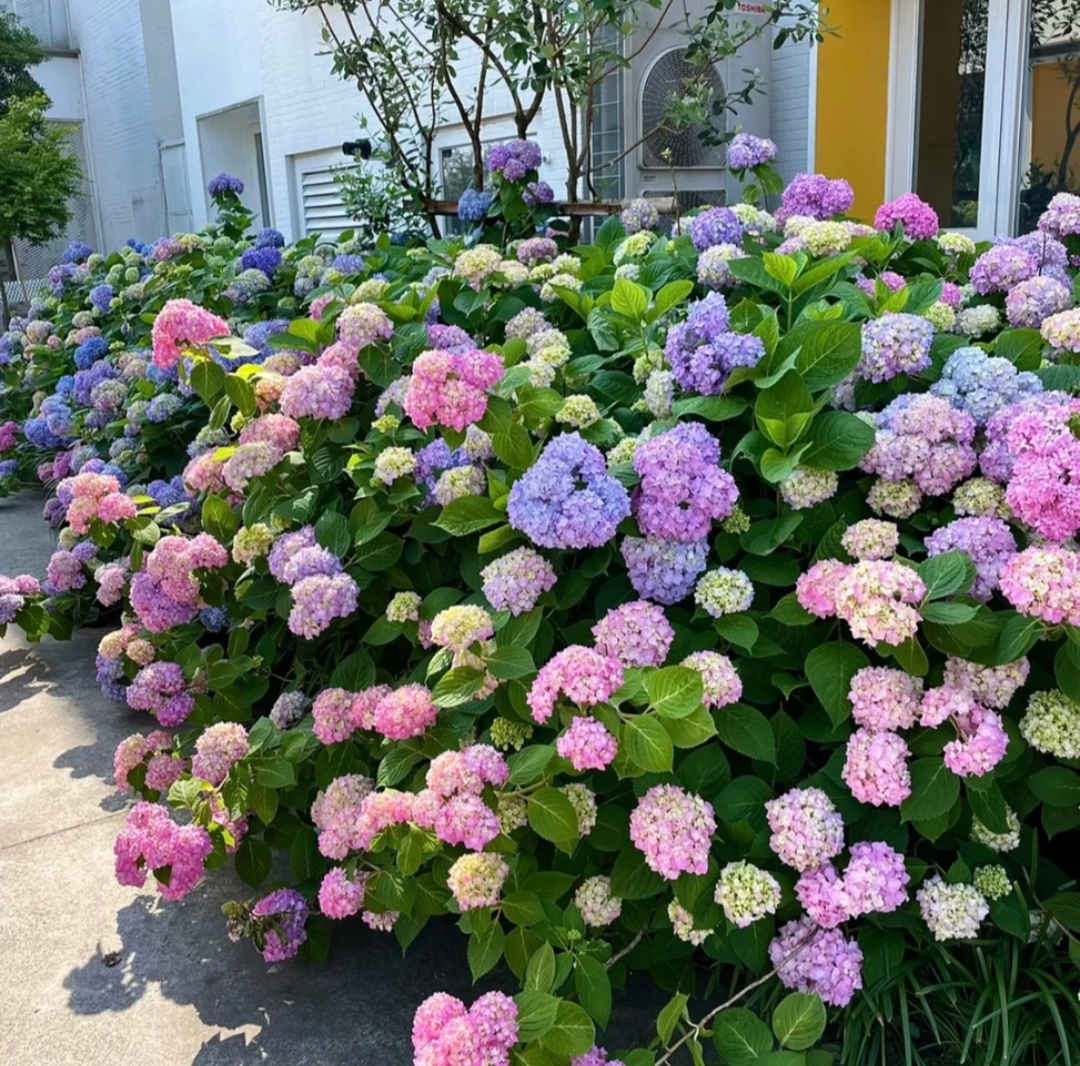 ［五加仑］无尽夏绣球花苗适合庭院阳台盆栽四季开花好养护