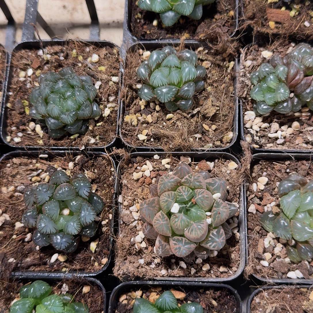 直播瑕疵一物一拍10