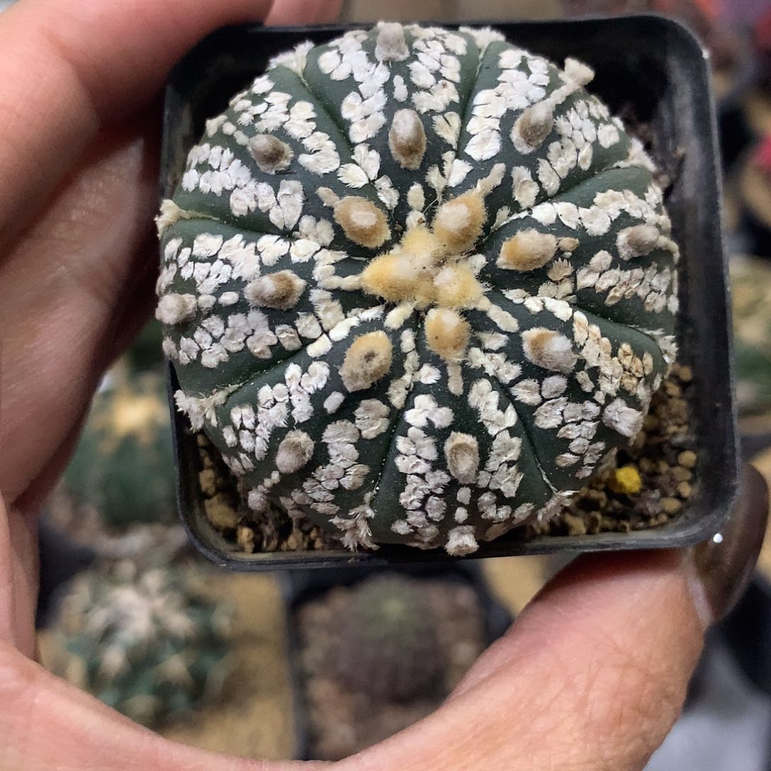 福利实生根连线超兜