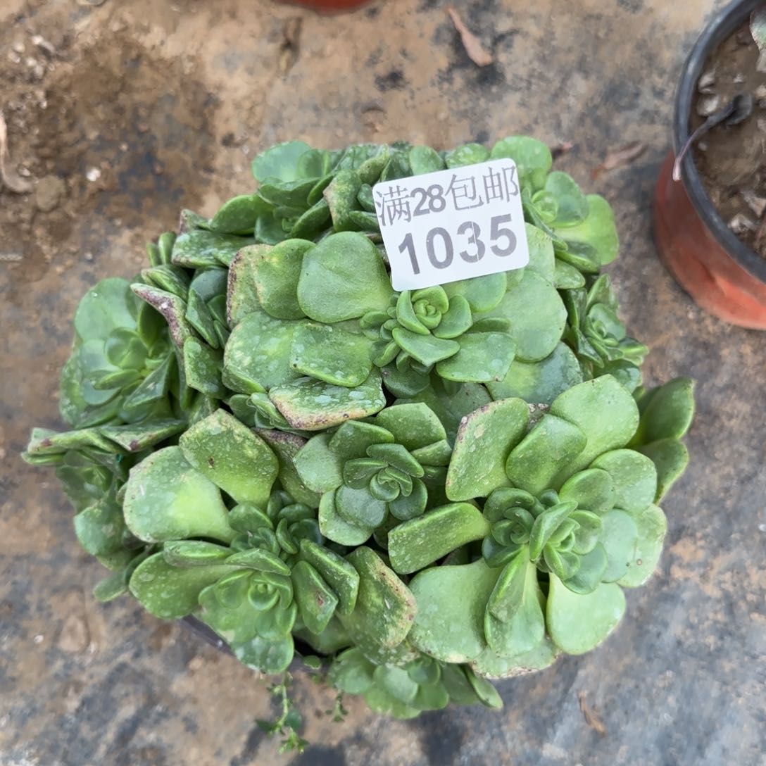 百合丽丽多肉1035满28包邮断枝不包瑕疵