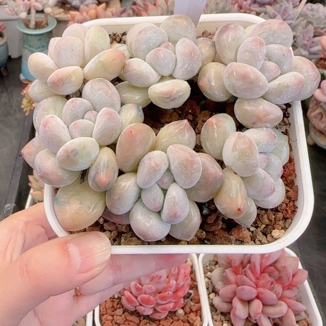 多肉植物8428…..！mmmmmmm