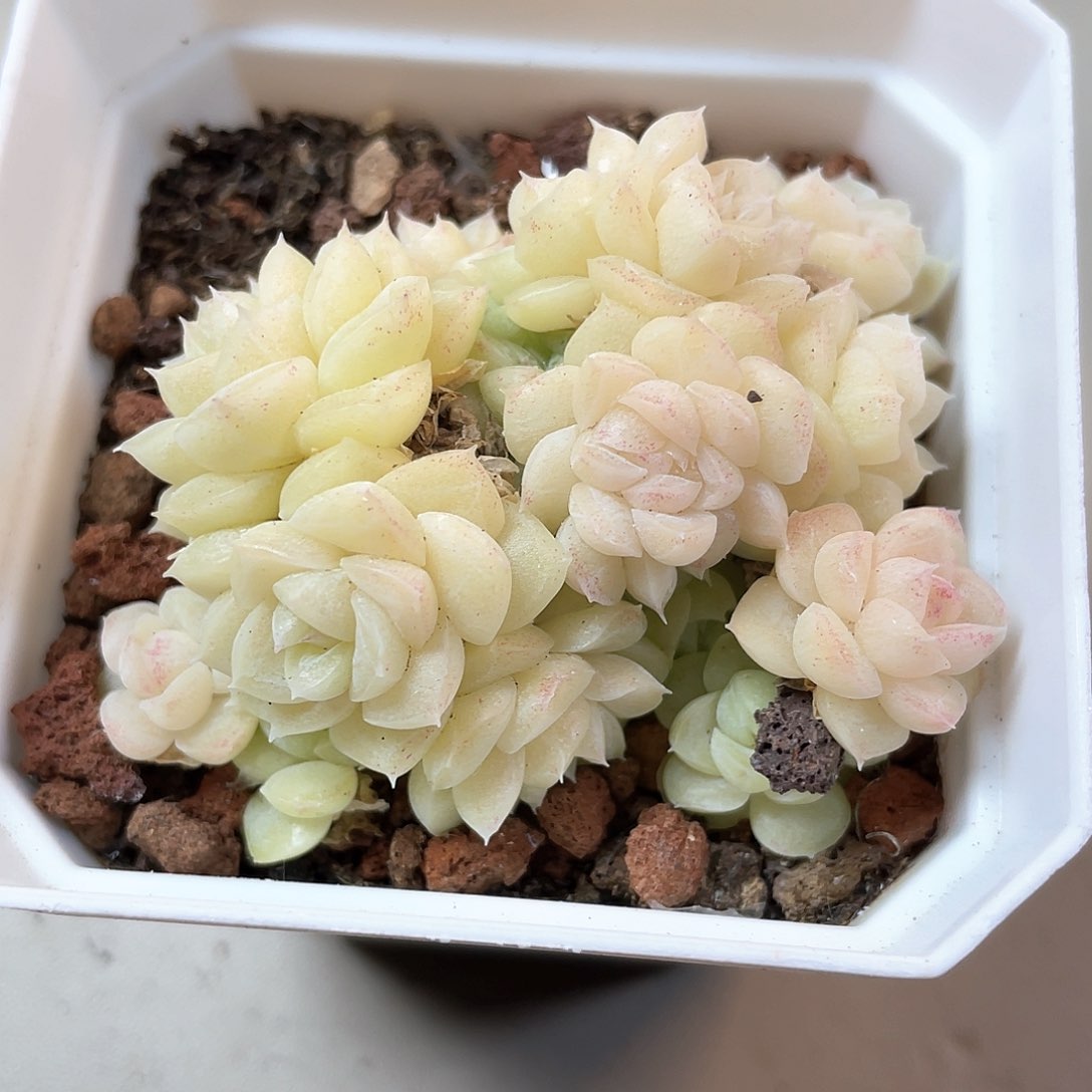 优选白天鹅福利9196