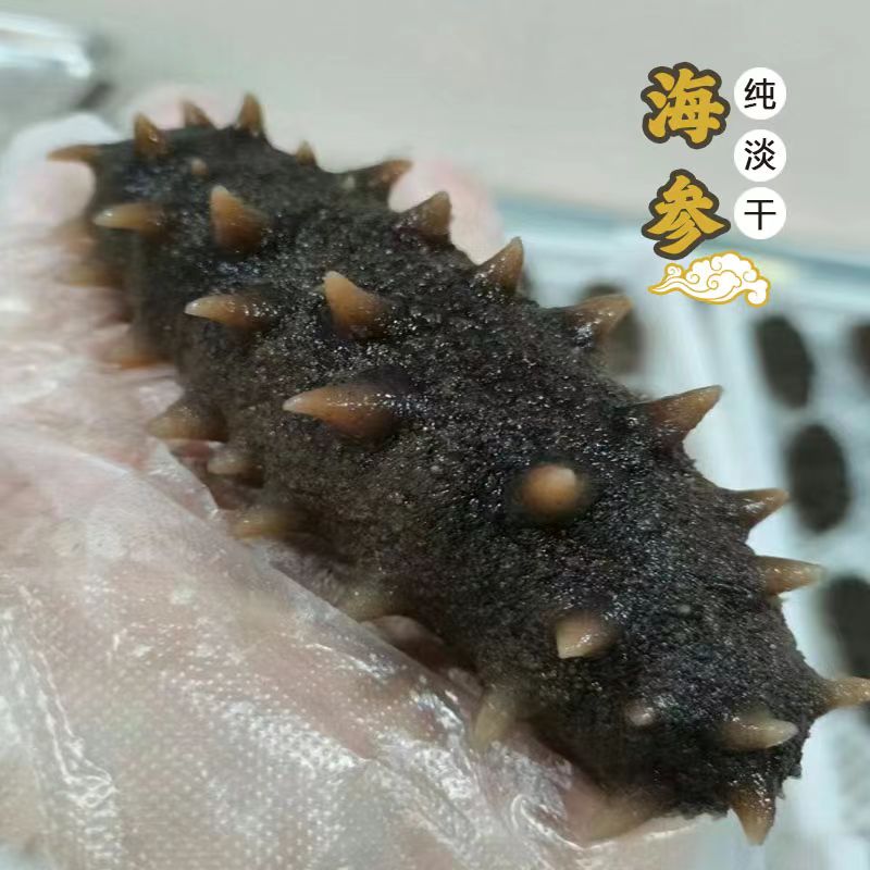 预售【干参代泡发拍此链接】一周后发货大连海参1斤/半斤