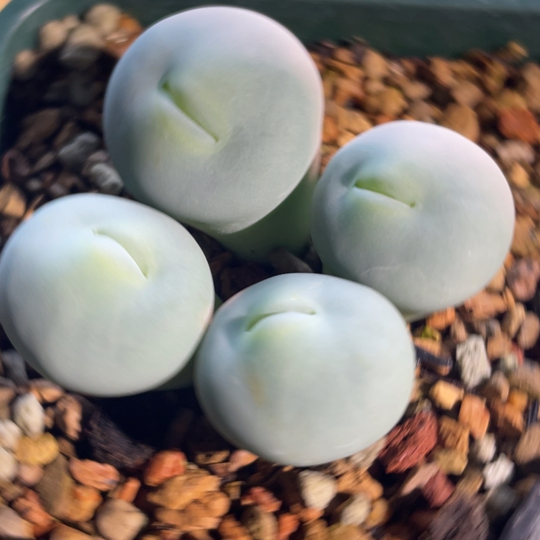 玻尿酸大嘴嘟嘟嘴植物一物一拍