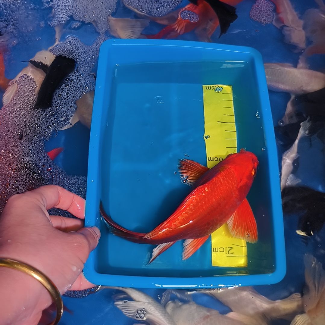 蝴蝶鲤鱼蝴蝶鲤1条