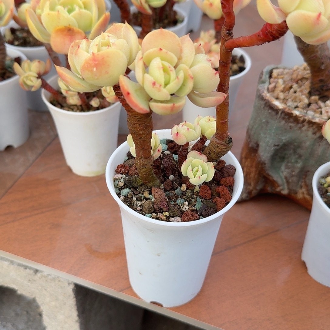 鸡蛋碧桃多肉植物一颗